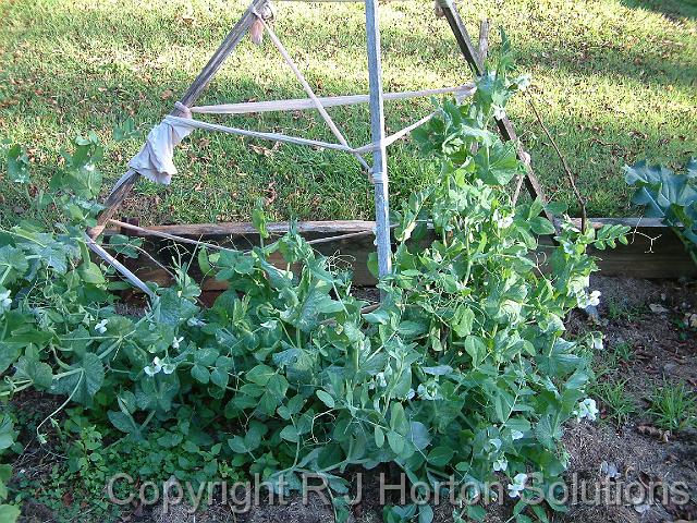 Snow peas tripod